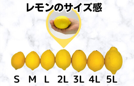 訳あり レモン B品  箱込2.5kg(内容量約2.3kg) 和歌山県有田産（サイズミックス）【みかんの会】