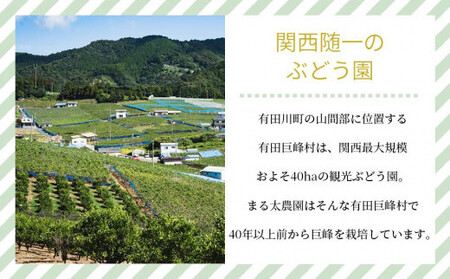 ［先行予約］朝採りシャインマスカット 約2kg ［2026年8月中旬以降順次発送］