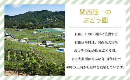 ［先行予約］シャインマスカット 約1.2kg ［2026年8月中旬以降順次発送］