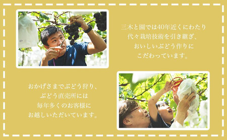 【先行予約】有田巨峰村三木と園の露地栽培あま~い種あり巨峰3kg | ぶどう