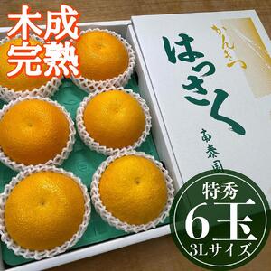 4月 まで 木成 完熟 させた 有田 はっさく 特秀 大玉 3L × 6玉 化粧箱 南泰園 みかん