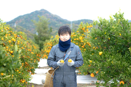 4月 まで 木成 完熟 させた 有田 はっさく 特秀 M × 18玉 2段詰 化粧箱 南泰園 みかん