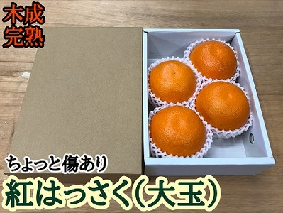 ちょっと 傷あり 木成完熟 紅はっさく 大玉 2L × 4玉入 茶小箱【2026年4月上旬～発送】