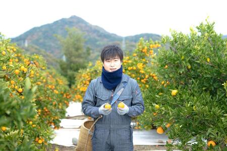 家庭用 5.5kg 訳あり 傷多め 木成完熟 紅はっさく L または M サイズ 茶箱 南泰園【2026年4月上旬~発送】