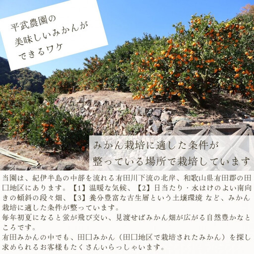 農家直送！きよみオレンジ 小玉5kg［平武農園］～蛍飛ぶ町から旬の便り～［2026年3月下旬から順次発送予定］