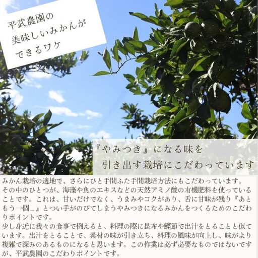 農家直送！きよみオレンジ 小玉5kg［平武農園］～蛍飛ぶ町から旬の便り～［2026年3月下旬から順次発送予定］