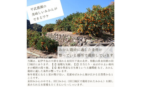 農家直送！きよみオレンジ 10kg 訳あり≪サイズ混合≫［平武農園］～蛍飛ぶ町から旬の便り～［2026年3月下旬から順次発送予定］