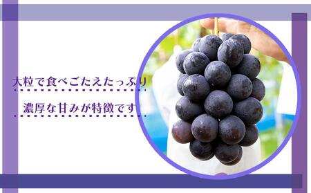 [産直]有田巨峰村の朝採り巨峰　約2kg★2025年８月中旬頃より順次発送