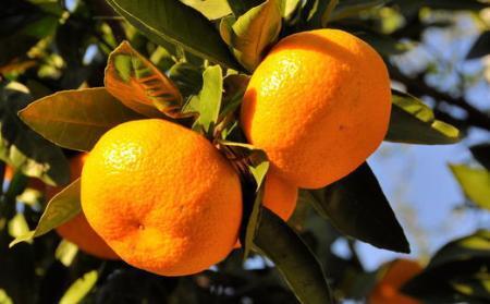 [秀品]有田のブランド「賢みかん」10kg(Mサイズ)［2026年11月中旬頃より順次発送］