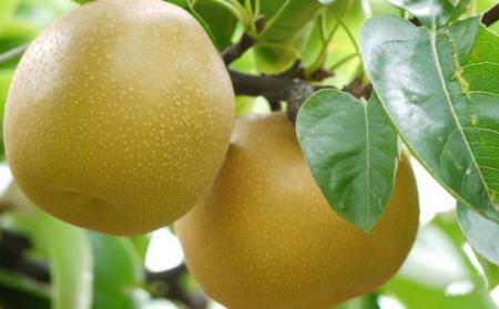 梨 有田産 梨 豊水 約4kg 2026年8月中旬頃より順次発送