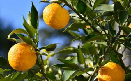 ［厳選］有田産のじゃばら果実約3kg