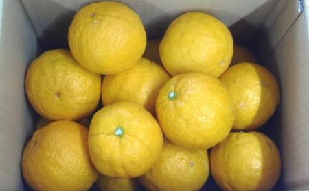 ［厳選］有田産のじゃばら果実約3kg