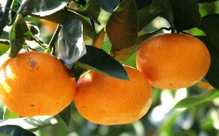 エコファーマーのこだわり有田みかん10kg(サイズ混合) ★2025年11月中旬頃より順次発送