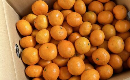 [秀品]和歌山有田みかん約5kg(2Sサイズ)★2026年11月中旬頃より順次発送