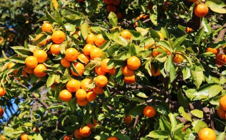 [秀品]和歌山有田みかん約5kg(2Sサイズ)★2026年11月中旬頃より順次発送