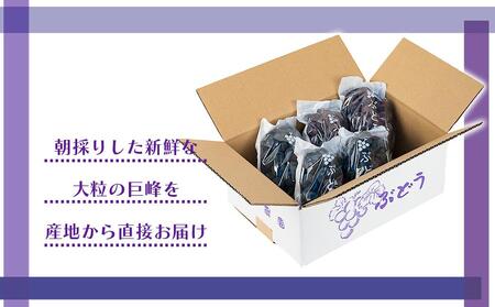 [新鮮・産直]和歌山有田産のたねなし巨峰約2kg★2025年8月上旬頃より順次発送