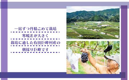 [新鮮・産直]和歌山有田産のたねなし巨峰約2kg★2025年8月上旬頃より順次発送