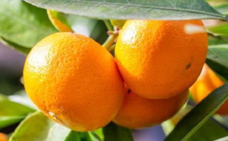 【食べごたえ十分】和歌山有田みかん大玉約9kg(3Lサイズ・秀品)★2025年11月中旬頃より順次発送