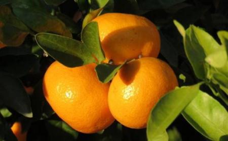 [訳あり]和歌山有田みかん約5kg（S～Lサイズいずれかお届け）★2026年11月中旬頃より順次発送［TM81w］