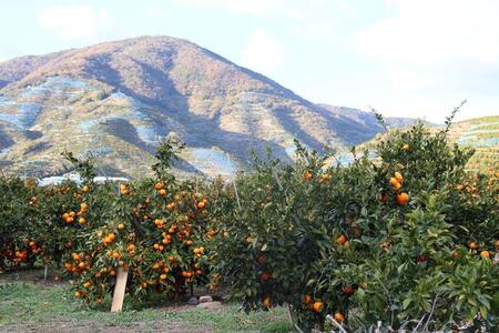 12/23までにご入金確認分は年内発送確定!きれいな温州みかん 寄贈用にお勧め 10kg (Lサイズ指定)