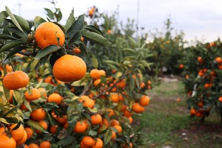 12/23までにご入金確認分は年内発送確定!きれいな温州みかん 寄贈用にお勧め 10kg (Lサイズ指定)