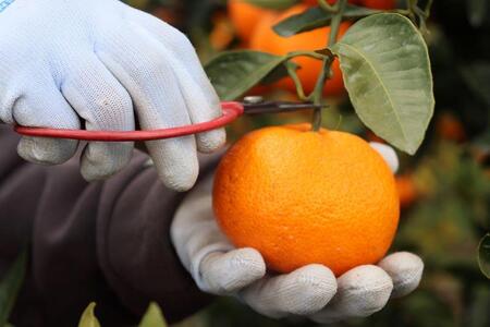12/23までにご入金確認分は年内発送確定!きれいな温州みかん 寄贈用にお勧め 箱込み 5kg (Sサイズ指定)