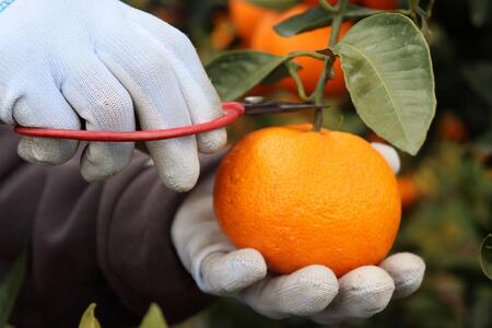 12/23までにご入金確認分は年内発送確定！訳あり温州みかん 家庭用 箱込み 10kg (Lサイズ指定)