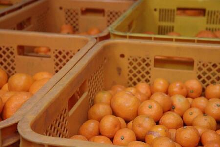 12/23までにご入金確認分は年内発送確定！訳あり温州みかん 家庭用 箱込み 10kg (Lサイズ指定)