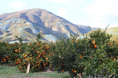 12/23までにご入金確認分は年内発送確定!訳あり温州みかん 家庭用 箱込み 10kg (SMLサイズ混合)