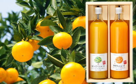 和歌山みかんジュース2種類セット(750ml×2本入)果汁100%無添加ストレート