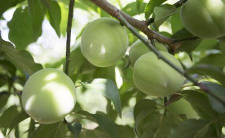 梅ジュース 梅シロップ 700g×2本入り 紀州青梅使用