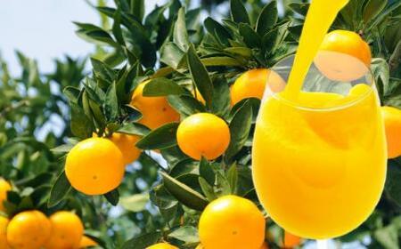 有田みかん果汁100% 無添加ストレートジュース(720ml×6本入り)