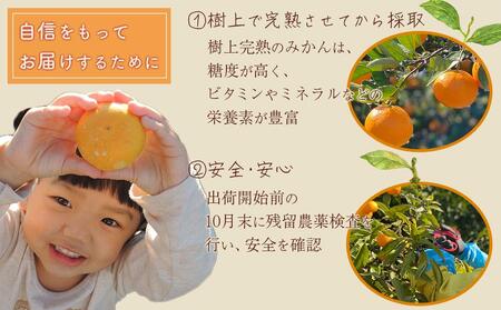 有田みかん 小粒 5kg みかん 甘味凝縮 産直44年 5代目 武内園 完熟