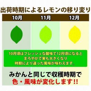 【有田川町】レモン 和歌山県産 訳あり 国産レモン 1500g