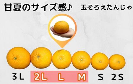 甘夏 玉ぞろい 箱込 10kg ( 内容量約 9.2kg ) 秀品 優品 混合 2L  L M サイズのいずれか 和歌山県 産地直送 ［皮むき器付き］ ［みかんの会］