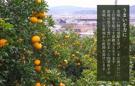 訳あり それでも 甘夏 箱込 5kg (内容量約4.4kg)  サイズミックス 産地直送 家庭用 皮むき器付き［みかんの会］