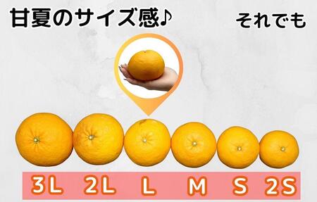 訳あり それでも 甘夏 箱込 2.5kg (内容量約 2.3kg)  サイズミックス 産地直送 家庭用 皮むき器付き［みかんの会］