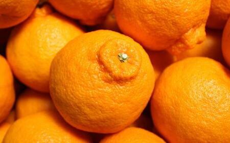 ［濃厚］有田の不知火約4kg（10～18玉）★2026年2月中旬頃より順次発送［TM29w］