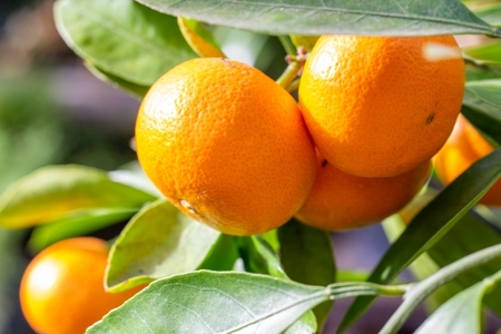 【濃厚・まろやか】有田産樹上越冬完熟みかん5kg(2S~Mサイズ混合・秀品)★2026年1月下旬頃より順次発送