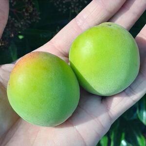 青梅 4kg 紀州南高梅 シロップ・梅酒・梅干し用等 和歌山県有田産 訳あり　2026年5月下旬～7月上旬発送予定