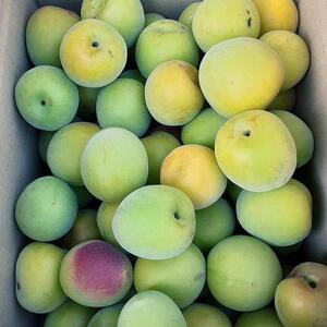 青梅 4kg 紀州南高梅 シロップ・梅酒・梅干し用等 和歌山県有田産 訳あり　2026年5月下旬～7月上旬発送予定