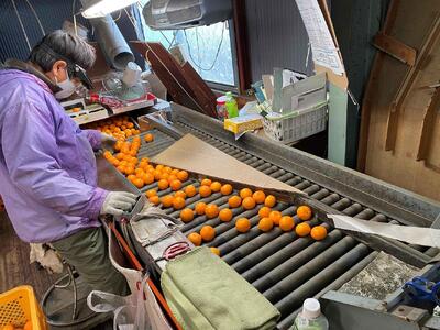 定期便 ちょっと 傷あり 5kg ×3 回 コース 有田みかん 食べくらべ 3種 全3回 南泰園