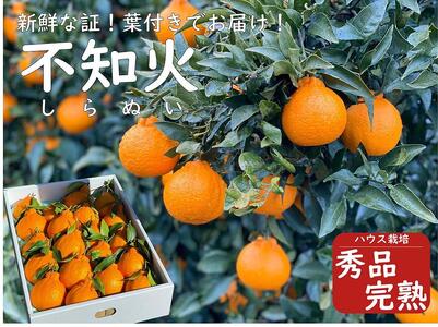 掲示板】【特別栽培】ハウス完熟きんかん 蒼