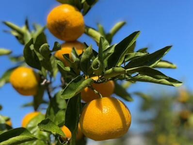 ［秀品・サイズ２Ｓ］まる隆果樹園　和歌山有田産！早生みかん≪5ｋｇ≫［予約販売］［数量限定］