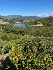 ［秀品・サイズＳ］まる隆果樹園　和歌山有田産！早生みかん≪5ｋｇ≫［予約販売］［数量限定］