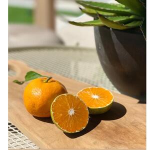 ［秀品・サイズＬ］まる隆果樹園　和歌山有田産！早生みかん≪5ｋｇ≫［予約販売］［数量限定］