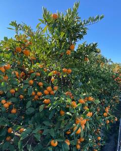 ［ご家庭用・サイズ２Ｓ］早生みかん≪5kg≫和歌山有田産！［予約販売］［数量限定］まる隆果樹園