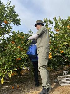 ［秀品・サイズ2L］和歌山有田産！早生みかん≪10kg≫［予約販売］［数量限定］まる隆果樹園