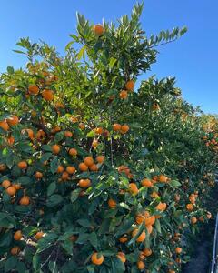 ［ご家庭用・サイズＳ］和歌山有田産！早生みかん≪10kg≫［予約販売］［数量限定］まる隆果樹園