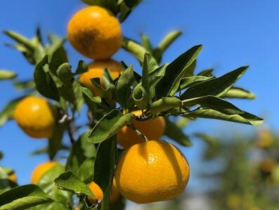 ［ご家庭用・サイズ２Ｌ］和歌山有田産！早生みかん≪10kg≫［予約販売］［数量限定］まる隆果樹園